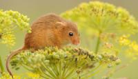 Photo of Harvest Mouse